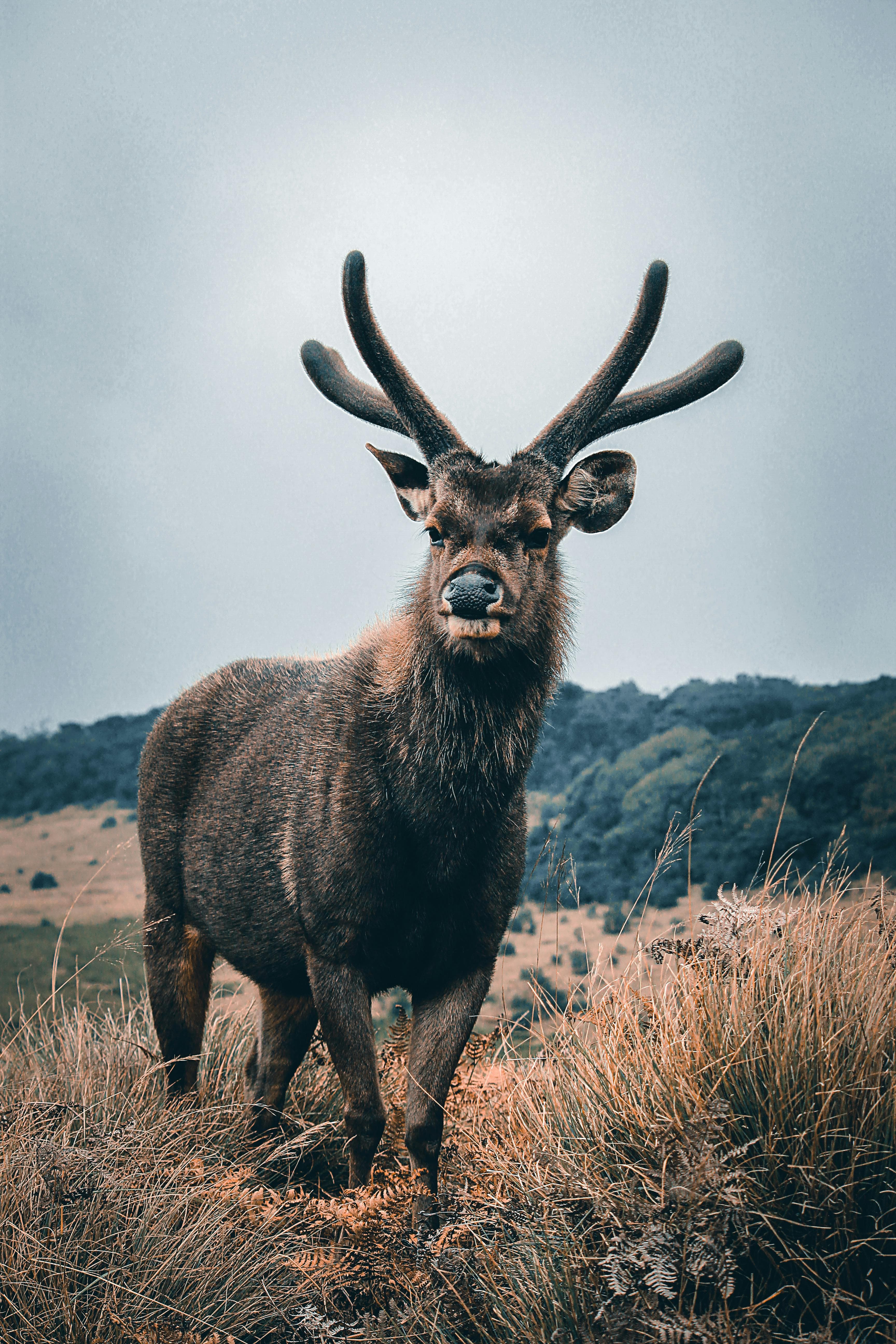 Sri Lanka wildlife